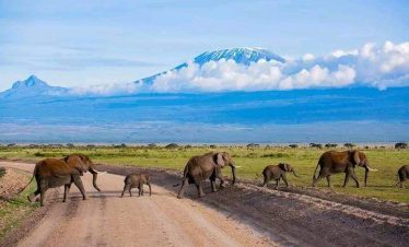 2-Day Amboseli Private Safari from Nairobi | Wildlife & Mount Kilimanjaro Views