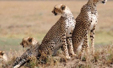 Leopards - Masai Mara National Reserve