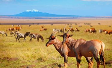 Marula Horizon Safaris
