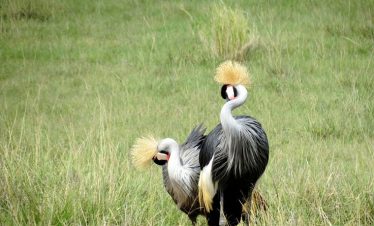 Marula Horizon Safaris