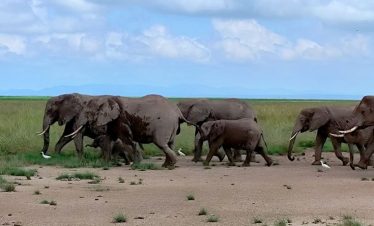 Marula Horizon Safaris