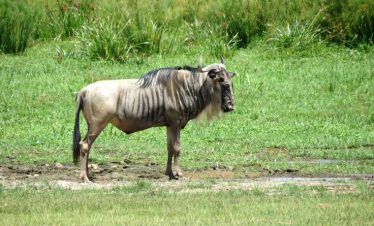 Marula Horizon Safaris