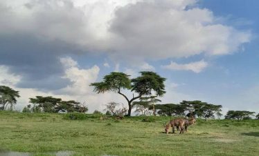 Marula Horizon Safari