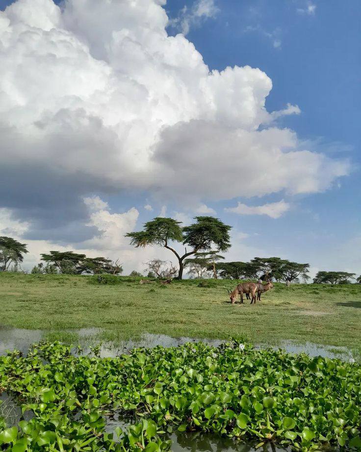 Marula Horizon Safari