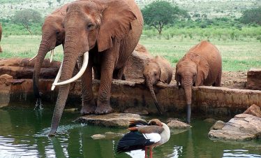 Marula Horizon Safaris