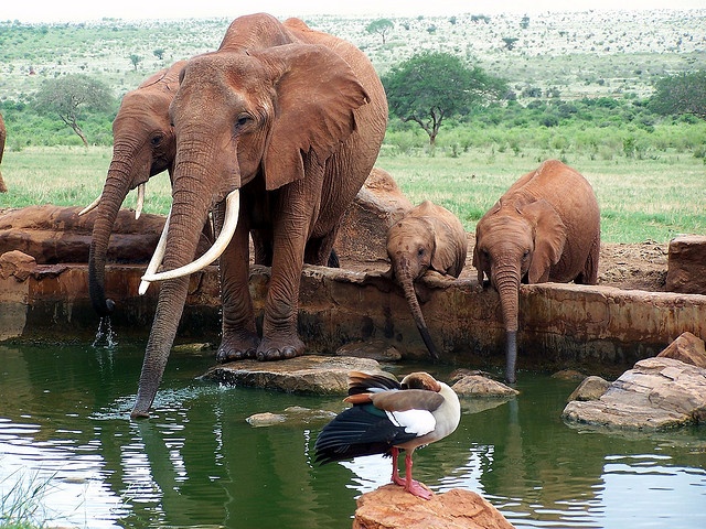 Marula Horizon Safaris