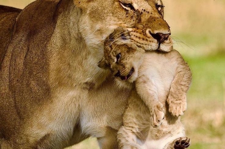 Marula Horizon Safaris