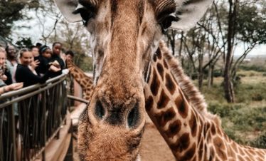 Marula Horizon Safaris