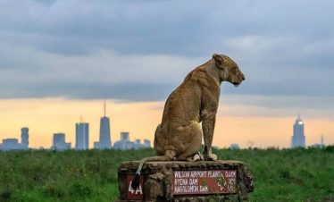 Marula Horizon Safaris