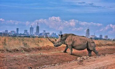 Marula Horizon Safaris