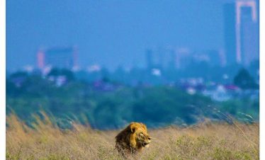 Marula Horizon Safaris