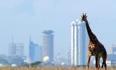 Nairobi National Park Safari – Kenya Wildlife Tours by Marula Horizon Safaris