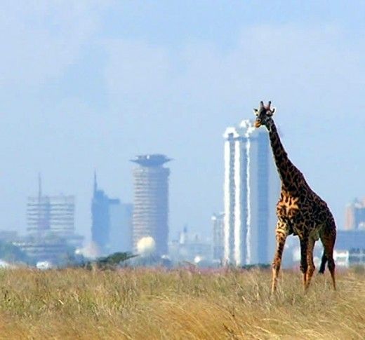 Nairobi National Park Safari – Kenya Wildlife Tours by Marula Horizon Safaris