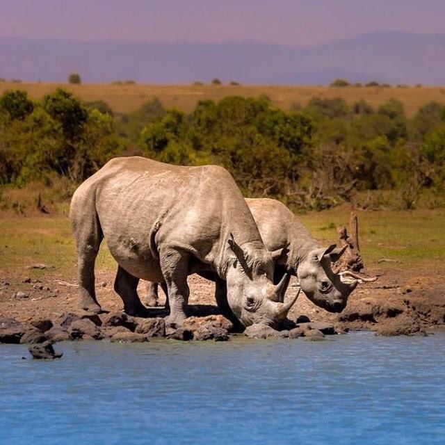 Marula Horizon Safari
