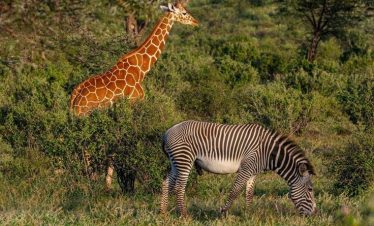 Reticulated giraffes and Grevy’s zebras in Samburu National Reserve during a safari with Marula Horizon Safaris.