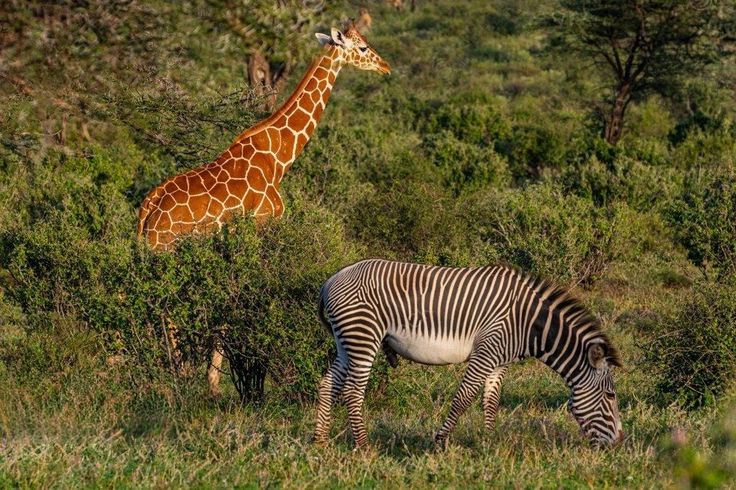 Reticulated giraffes and Grevy’s zebras in Samburu National Reserve during a safari with Marula Horizon Safaris.