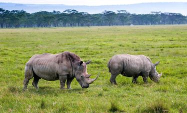 Marula Horizon Safari
