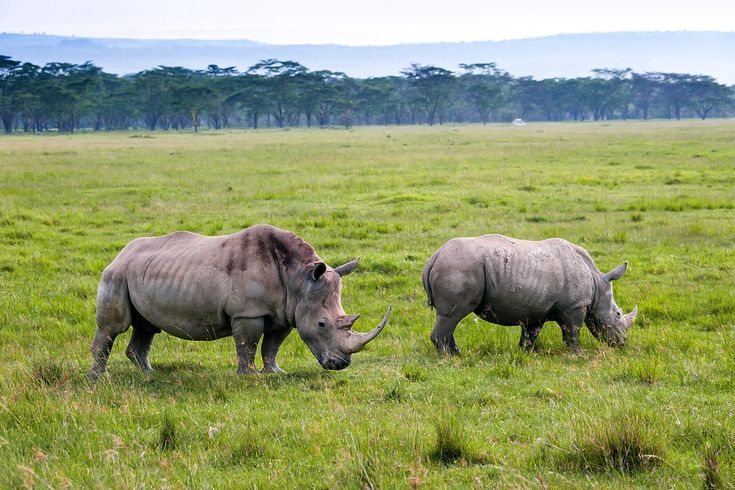 Marula Horizon Safari