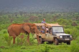 Wildlife game in Samburu