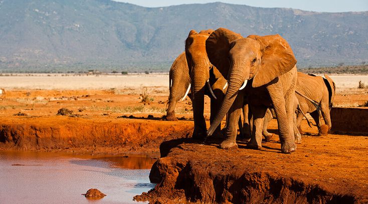 Samburu Safari Landscape
