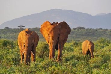 Herd of elephants grazing in the savannah at Samburu National Reserve