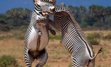 Marula Horizon Safaris