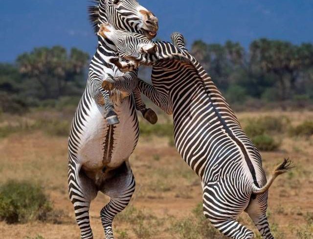 Marula Horizon Safaris