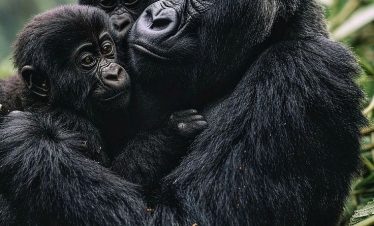 Tourist enjoying gorilla trekking in Uganda’s Bwindi Impenetrable Forest