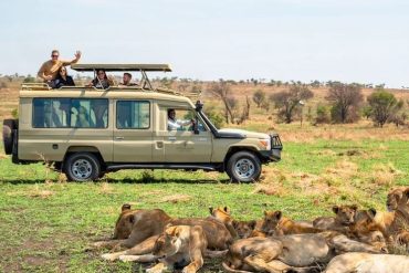 Lions relaxing in the field during Kenya & East Africa Safari Tours in Masai Mara with Marula Horizon Safaris