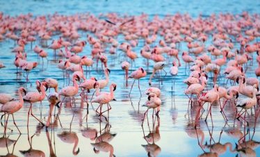 Marula Horizon Safaris -Bird Watching Safari