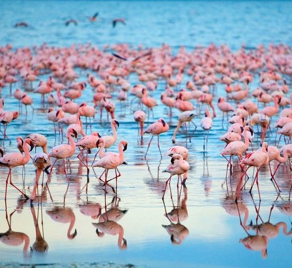 Marula Horizon Safaris -Bird Watching Safari
