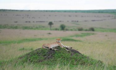 Marula Horizon Safaris