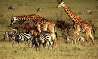 Marula Horizon Safaris