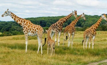 Marula Horizon Safaris
