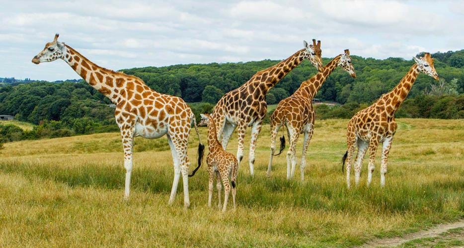 Marula Horizon Safaris