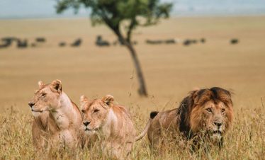Safari in the Masai Mara Kenya with Marula Horizon Safaris – Wildlife Adventure