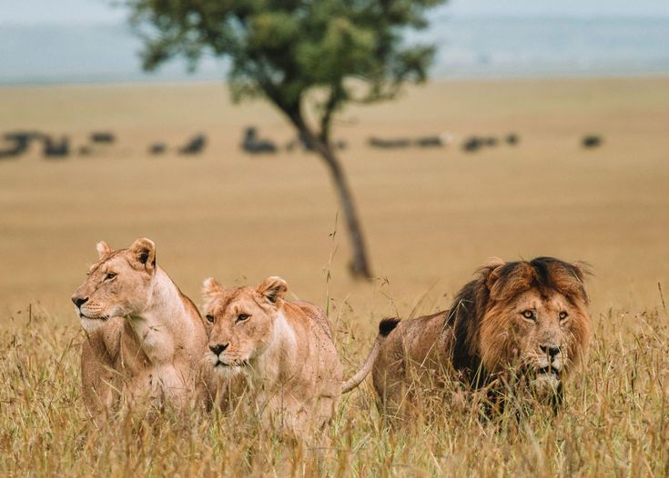 Safari in the Masai Mara Kenya with Marula Horizon Safaris – Wildlife Adventure
