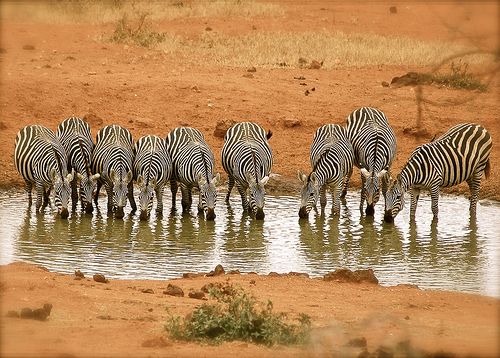 Marula Horizon Safaris